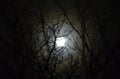Moonlit tree