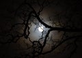 Moonlit tree branch silhouette at night