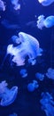 jellyfish in a fish tank