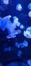 jellyfish in a fish tank Royalty Free Stock Photo