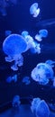 jellyfish in a fish tank Royalty Free Stock Photo