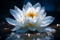 Moonlit white lotus flower glowing on dark blue water background at night, creating a tranquil scene Royalty Free Stock Photo