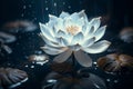 Moonlit white lotus flower glowing on serene dark blue water background at night Royalty Free Stock Photo