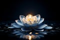 Moonlit white lotus flower shining brightly on dark blue water background in the serene night Royalty Free Stock Photo