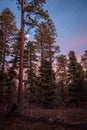 Moonrise in a Colorado forest