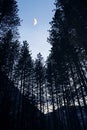 Moonrise in Yosemite forrest, Yosemite National Park Royalty Free Stock Photo