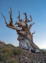 Moonset over the ancient bristlecone pine forest Royalty Free Stock Photo