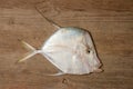 Moonshine Joshua tropical Caribbean fish on wooden board with single one