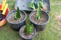 Moonshine snake plant repotting into plastic pots Royalty Free Stock Photo