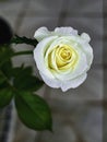 Moonstone Rose,brightness white cream color.The Clairvoyant petals of fortune teller