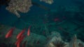 School of Moontail bullseye Priacanthus hamrur on wreck in Red sea