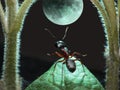 Moonwalk of ant Royalty Free Stock Photo