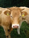 Moooo! Royalty Free Stock Photo