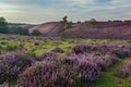 Moor in Bloom