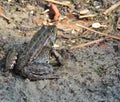 Moor frog catching a dragonfly