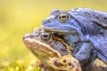 Moor frog couple