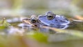 Moor frog couple submersed in water