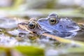 Moor frog couple in water Royalty Free Stock Photo