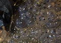 Moor frog eggs