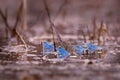 Moor Frog - Rana arvalis blue european frog in the small pond during spring Royalty Free Stock Photo