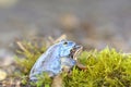 Moor frog Rana arvalis couple in amplexus mating position Royalty Free Stock Photo