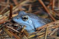 The moor frog (Rana arvalis) couple in amplexus in natural habitat Royalty Free Stock Photo