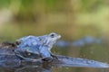 The Moor frog Rana arvalis in Czech Republic Royalty Free Stock Photo