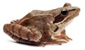 Moor Frog, Rana arvalis, in front of white background Royalty Free Stock Photo