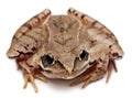 Moor Frog, Rana arvalis, in front of white background Royalty Free Stock Photo