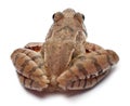 Moor Frog, Rana arvalis, in front of white background