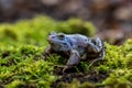 The moor frog - Rana arvalis Royalty Free Stock Photo