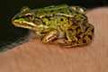 Moor Frog (Rana Arvalis) sitting on hand Royalty Free Stock Photo