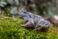 The moor frog - Rana arvalis Royalty Free Stock Photo