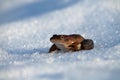 Moor frog woke up and go snow Royalty Free Stock Photo