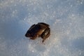 Moor frog woke up and go snow Royalty Free Stock Photo