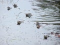 Moor frogs Rana arvalis gathering and mating in a pond in spring