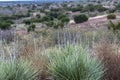 Moor Grass and tumbleweeds Royalty Free Stock Photo