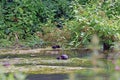 A moor hen floating on the river in the Kent Countryside