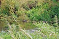 A moor hen floating on the river in the Kent Countryside