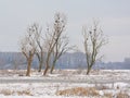 Foggy winter marsh landscape covered in snow with dead trees with cormorant nests