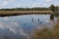 Moor landscape in the marshland Pietzmoor, Germany.