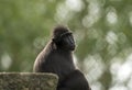 The moor macaque Macaca maura sitting on a rock