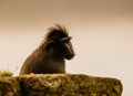 The moor macaque Macaca maura sitting on a rock