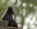 The moor macaque Macaca maura sitting on a rock