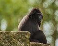 The moor macaque Macaca maura sitting on a rock