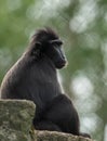 The moor macaque Macaca maura sitting on a rock