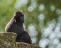 The moor macaque Macaca maura sitting on a rock