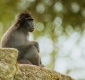 The moor macaque Macaca maura sitting on a rock