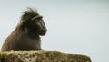 The moor macaque Macaca maura sitting on a rock