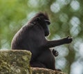 The moor macaque Macaca maura sitting on a rock